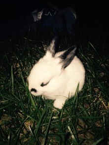 这是什么品种的兔子 耳朵小 