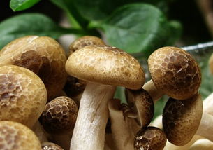 蘑菇和香菇的区别,香菇和元蘑的区别