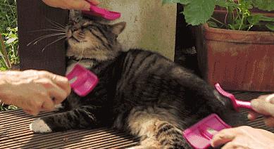 控制猫咪掉毛的最好方法是什么 