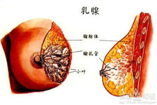 乳腺增生会变乳腺癌吗