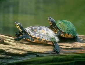 淘米水可以养龟吗