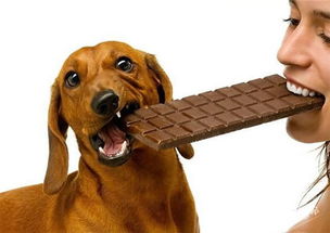 狗狗能吃巧克力吗,狗狗能吃巧克力吗吃了会中毒吗