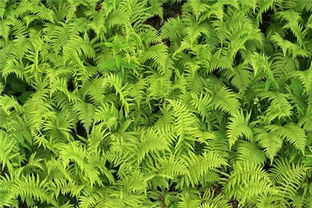 蕨类植物对风水有害 适合在家里养的蕨类植物
