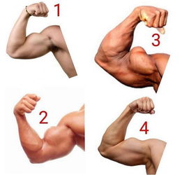 四种最漂亮肱二头肌,你想练出哪一个 