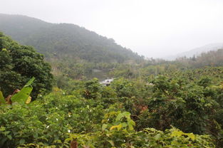 呀诺达雨林文化旅游区,海南诺达雨林文化旅游区官网