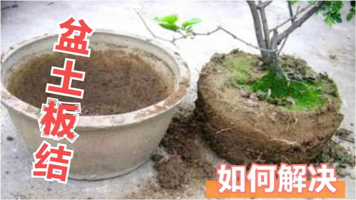 花盆里的土板结了疏松妙招,盆土板结怎么办板结最简易方法