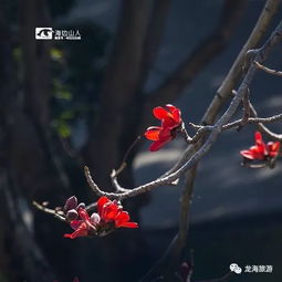 燃烧花头像怎么弄(lol燃烧之花头像多少钱)