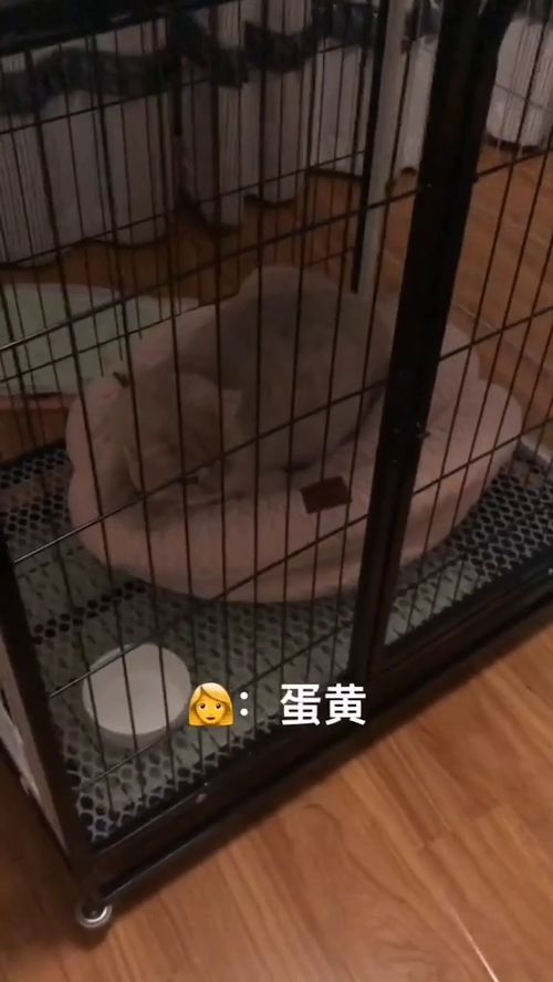 猫猫看后来的狗子不顺眼,就跑到狗笼子里藏住了它 