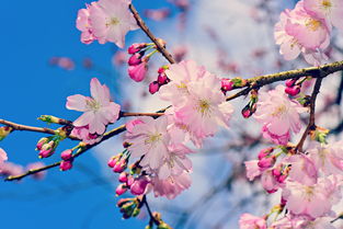 花的治愈系短句（花的文案高级感）