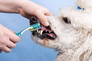 定期给狗狗刷牙,可以省下上万元人民币
