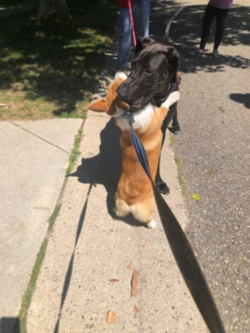这只柯基是个社交达人,只要在路上碰到狗狗,就会冲上去要抱抱