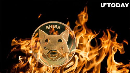 shiba币每天都会销毁吗,微信最火的公众号有哪些值得关注的公众号推荐