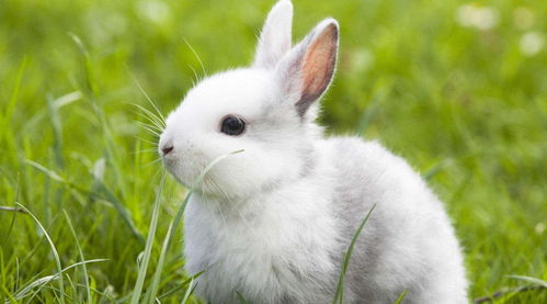 对人类最友好的动物,兔子榜上有名,让人忍不住想养