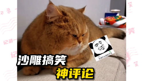 搞笑神评论 猫咪 两年了,你终于叫对我一次名字 