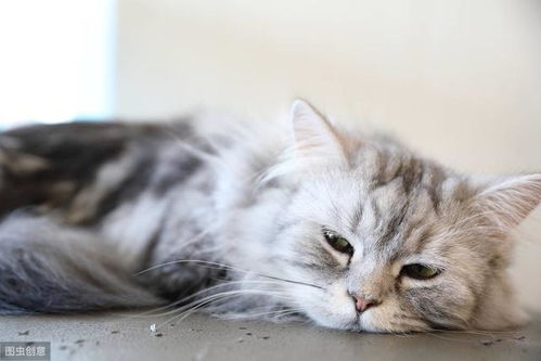 猫病科普 猫咪 脂溢性皮炎 是怎么回事 如何治疗 预防 