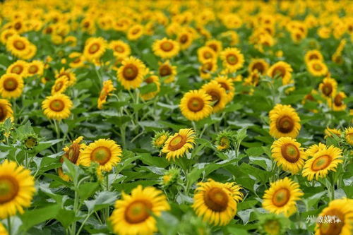 太阳花怎么养好,太阳花是夏季常见的花卉之一，具有清新、亮丽的花形，适合放在室内或室外