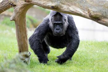 世界最长寿猩猩60岁生日 收一筐礼物