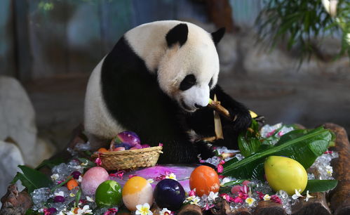 海口 大熊猫过生日