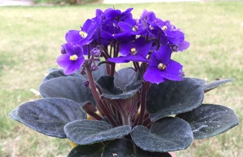 不会养紫罗兰 按照几个方法做,生长旺盛枝叶大,花朵艳丽观赏强
