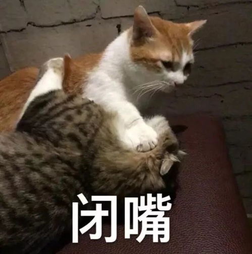 一大波猫咪表情包,总有一款适合你