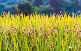 水稻 水稻收割前应适时断水