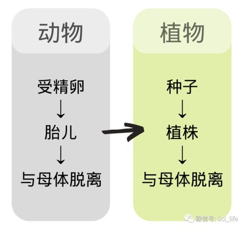 冷知识 植物也会 胎生