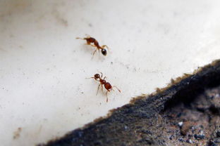 请问这种是什么蚂蚁,如何杀灭