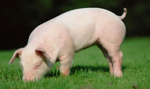 23涨 猪价 一片红 ,1.3万吨猪肉再收,猪价要迎翻天上涨