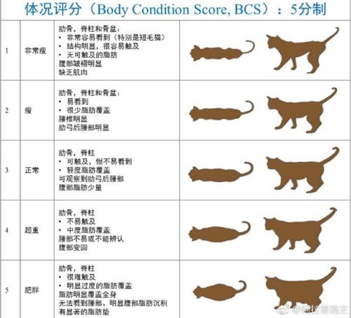 猫咪体重年龄对照表 图片欣赏中心 急不急图文 Jpjww Com