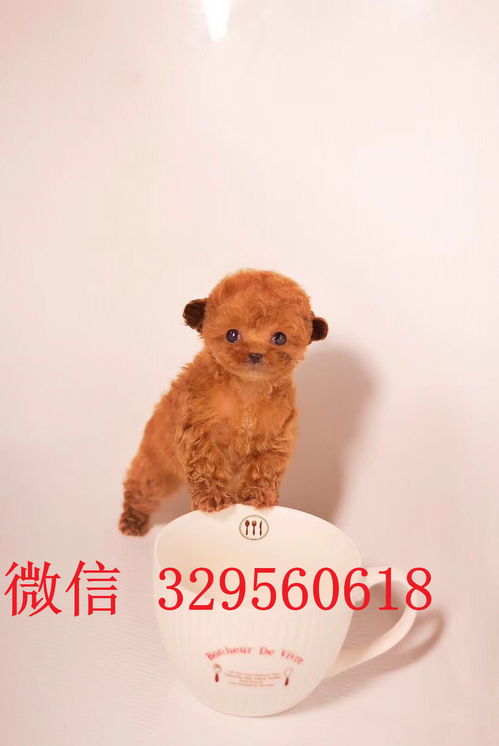重庆哪里卖小体泰迪 长不大的茶杯犬出售 白色
