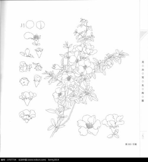 石榴花图片简笔画手绘 图片搜索