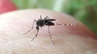蚊子喜欢亲你 招蚊子体质大揭秘 