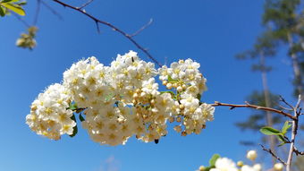 花影里的古诗词与岁月沉淀，什么花 什么底古诗词大全