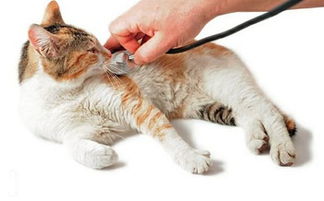 猫咪的猫鼻支症状都有些什么 该怎么治 