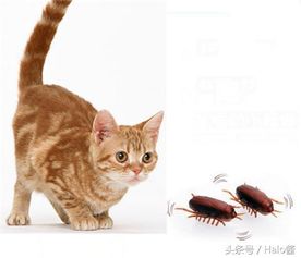 猫咪爱抓蟑螂吃咋办 万一误食了被毒死的蟑螂呢 