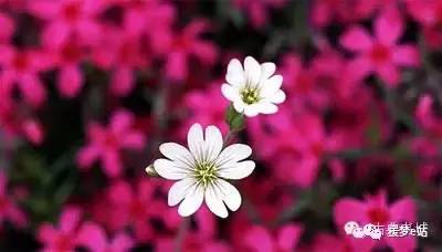 花语最美的花,春天开的花有哪些（常见十种最美的花讲解）