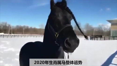 生肖解析 2020年鼠年十二生肖属马人的总体运势情况如何 