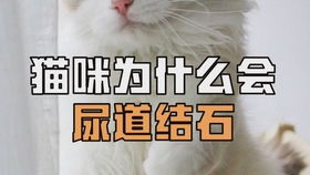 猫咪尿道结晶 猫咪一生的痛苦