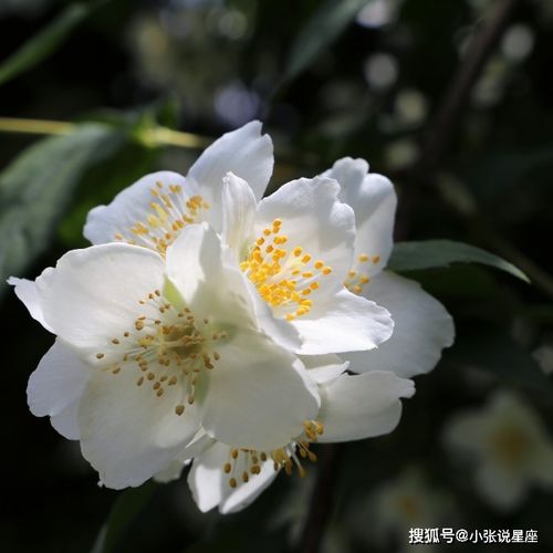 这4大星座,11月中旬出门撞桃花,遇到良缘,脱单成功,幸福牵手