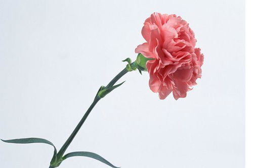 红康乃馨的花语和寓意,红康乃馨：盛开在时光中的寓意之花
