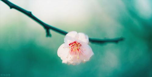 水瓶座 接下来会遇到什么样的桃花,水瓶座的恋爱观大起底