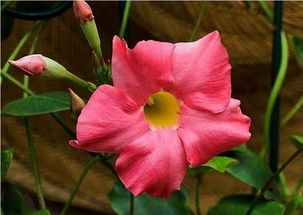 红蝉花有毒吗可以放在室内养吗,大花飘香藤种植方法？