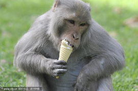 印度德里国家动物园猴子吃冰欺凌解暑 