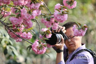 西安高新区第三届摄影大赛火热启幕 樱花盛开春光惹人醉 