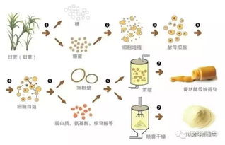 酵母发酵糖液制备酒精的实验操作中应该注意的问题有哪些?