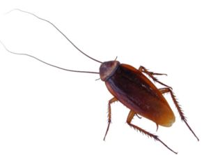 蟑螂到底有什么可怕的 为什么那么多人怕它 