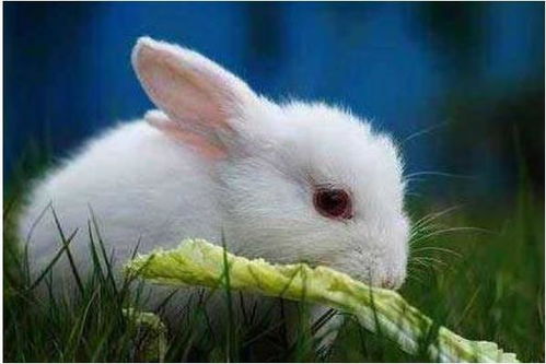 中国属兔的明星有哪些呢,新生代流量小花