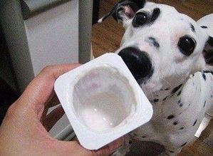 猫狗能喝酸奶吗 