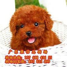 广州荔湾哪里有狗场宠物狗泰迪广州哪里有卖