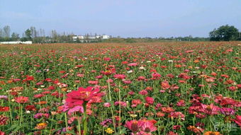 20171026理县到郫县花海未命名